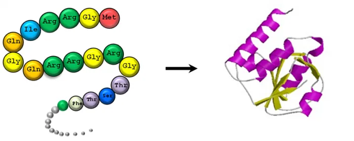Protein structure visualization